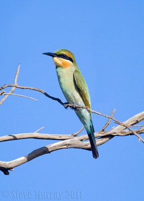 Rainbow Bee-eater (Merops ornatus)