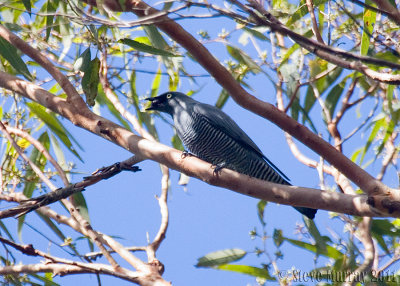 Barred Cuckooshrike ( Coracina lineata)