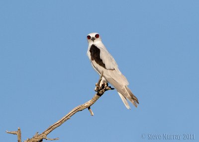 Letter-winged Kite (Elanus scriptus)