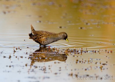 Australian Crake (Porzana fluminea)