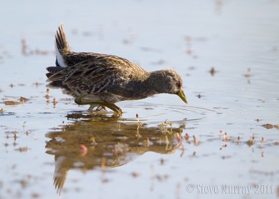 Australian Crake (Porzana fluminea)