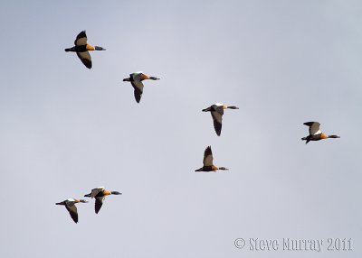 Australian Shelduck (Tadorna tadornoides)