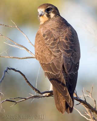 Brown Falcon (Falco berigora)