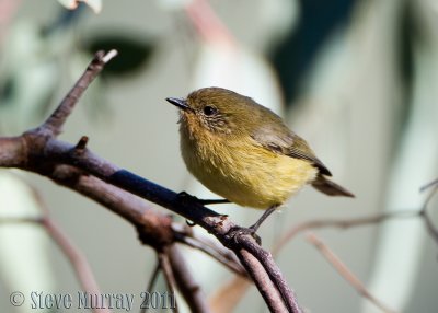 Yellow Thornbill (Acanthiza nana)