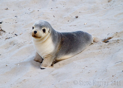 Australian Sea-lion