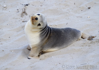 Australian Sea Lion (Neophoca cinerea)