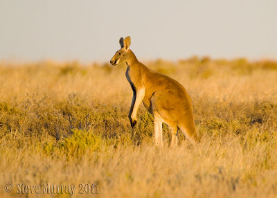Red Kangaroo (Macropus rufus)