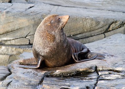 New Zealand Fur Seal