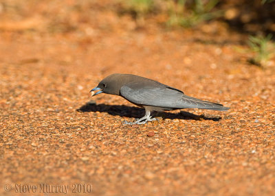 Little Woodswallow (Artamus minor minor)