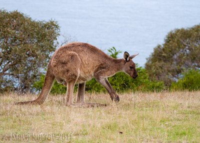 Western Grey Kangaroo (Macropus fuliginosis melanops)