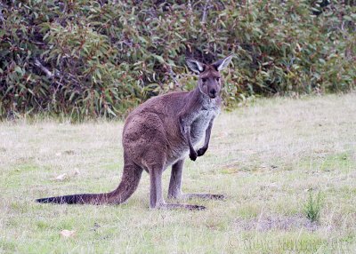 Western Grey Kangaroo (Macropus fuliginosis melanops)