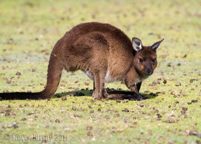 Western Grey Kangaroo (Macropus fuliginosis fuliginosis)