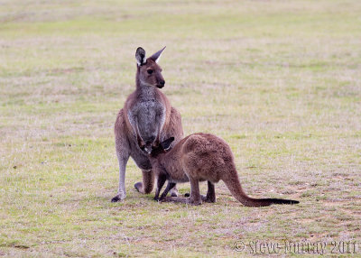 Western Grey Kangaroo (Macropus fuliginosis melanops)