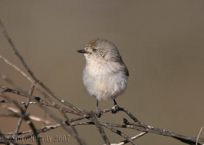 Chestnut-rumped Thornbill (Acanthiza uropygialis)