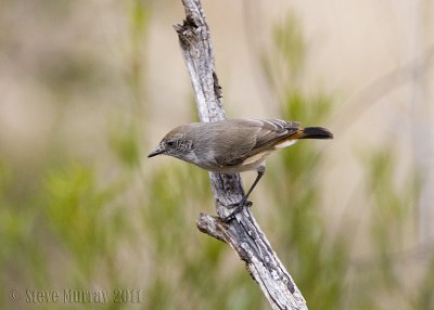 Chestnut-rumped Thornbill (Acanthiza uropygialis)