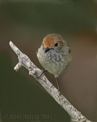 Brown Thornbill (Acanthiza pusilla)