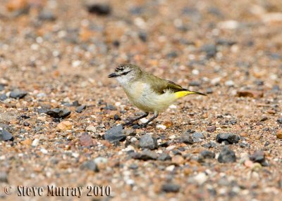 Yellow-rumped Thornbill (Acanthiza chrysorrhoa)