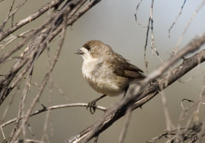 Southern Whiteface (Aphelocephala leucopsis)