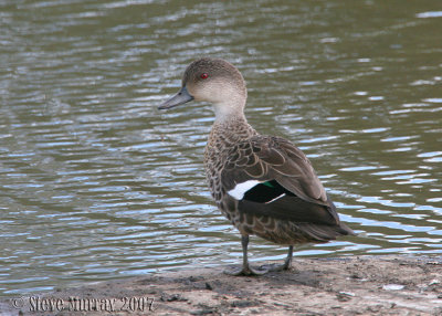 Grey Teal (Anas gracilis)