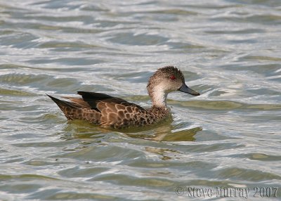 Grey Teal (Anas gracilis)