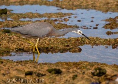 White-faced Heron (Egretta novaehollandiae)