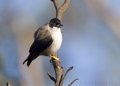 Varied Sittella (Daphoenositta chrysoptera pileata)