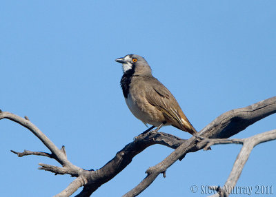 Crested Bellbird (Oreoica gutturalis)