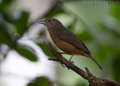 Rufous Shrikethrush (Colluricincla rufogaster)