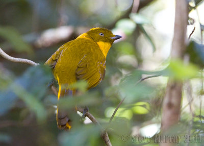 Golden Bowerbird (Prionodura newtoniana)