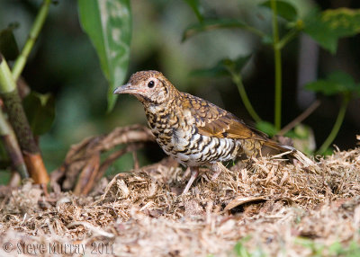 Bassian Thrush (Zoothera lunulata cuneata)