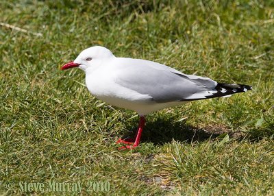 Silver Gull (Chroicocephalus novaehollandiae scopulinus)