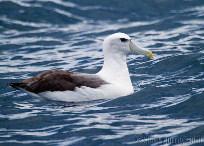 Shy Albatross (Thalassarche cauta steadi)