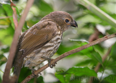 Tooth-billed Bowerbird (Scenopoeetes dentirostris)