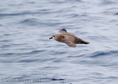 Kermadec Petrel (Pterodroma neglecta)