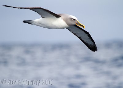 Buller's Albatross (Thalassarche bulleri)