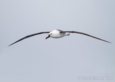 Indian Yellow-nosed Albatross (Thalassarche carteri)