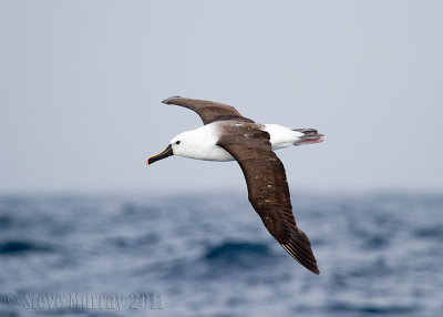 Indian Yellow-nosed Albatross (Thalassarche carteri)