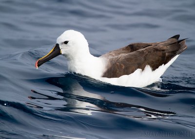 Indian Yellow-nosed Albatross (Thalassarche carteri)