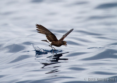 Wilson's Storm-Petrel (Oceanites oceanicus)