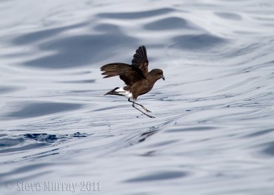 Wilson's Storm-Petrel (Oceanites oceanicus)