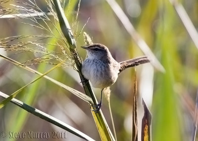 Little Grassbird (Megalurus gramineus goulburni)