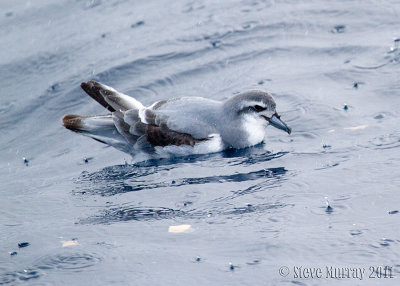 Antarctic Prion (Pachyptila desolata)