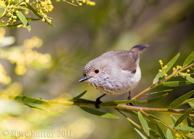 Inland Thornbill (Acanthiza apicalis albiventris)