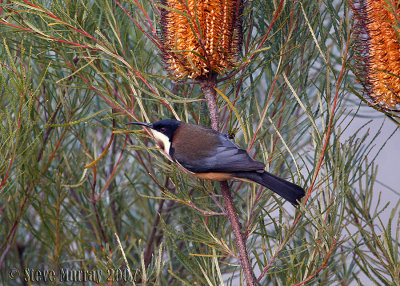 Eastern Spinebill (Acathorhynchus tenuirostris)