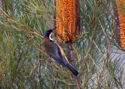 Eastern Spinebill (Acathorhynchus tenuirostris)