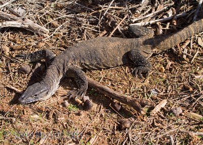 Heath Monitor (Varanus rosenbergii)