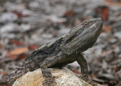 Eastern Bearded Dragon (Pogona barbata)