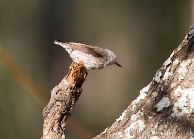 Varied Sittella (Daphoenositta chrysoptera leucocephala)