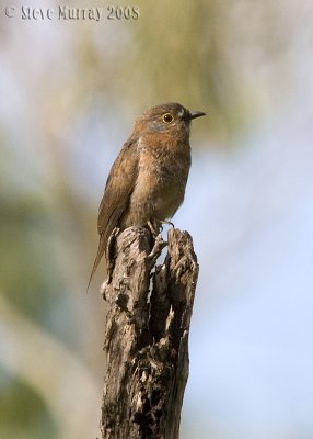 Fan-tailed Cuckoo (Cacomantis flabelliformis)