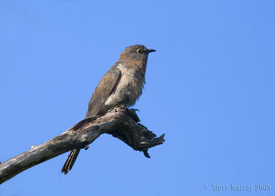 Fan-tailed Cuckoo (Cacomantis flabelliformis)